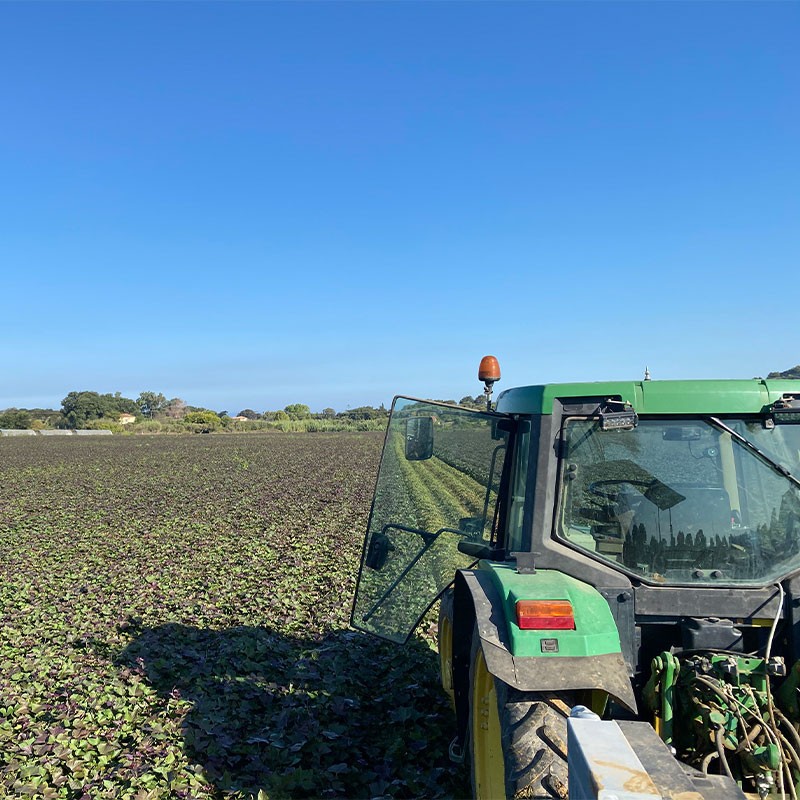 Togias Family Farm - Sweet Potato Producers