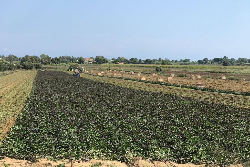 Togias Family Farm - Sweet Potato Producers