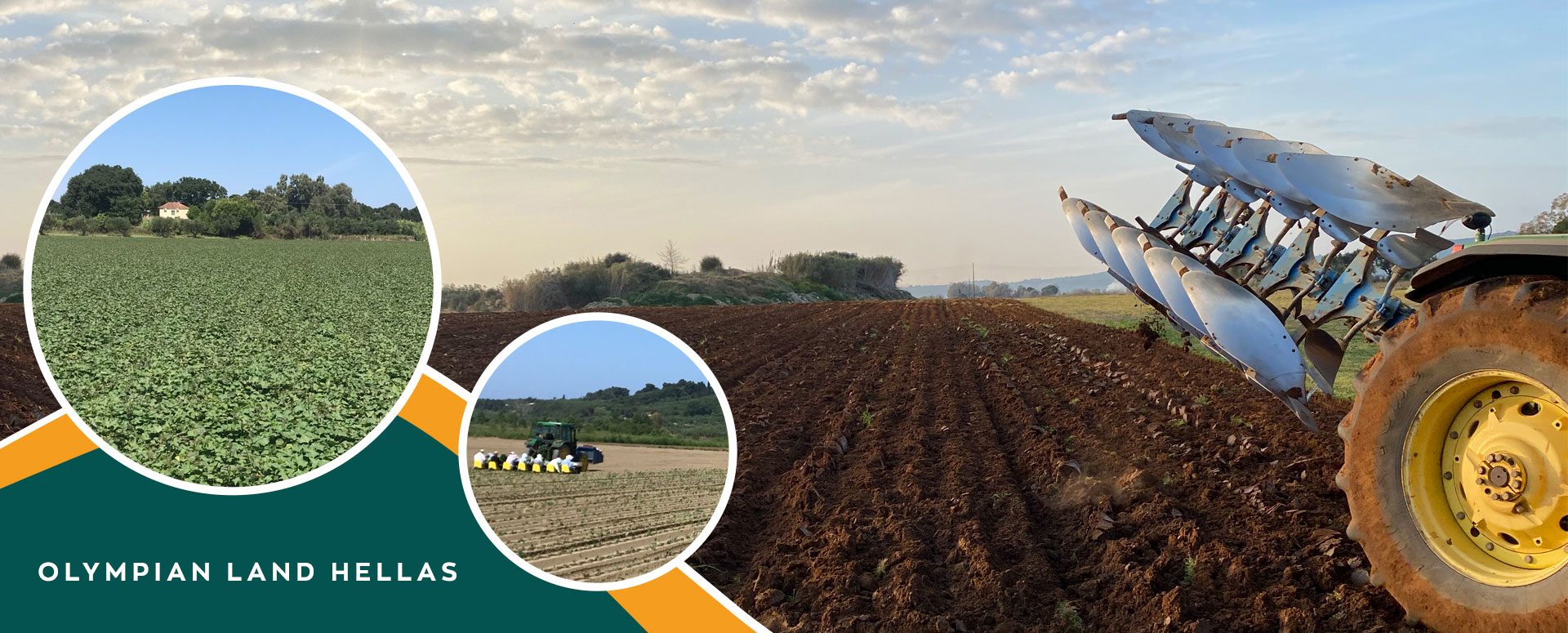 Togias Family Farm - Sweet Potato Producers