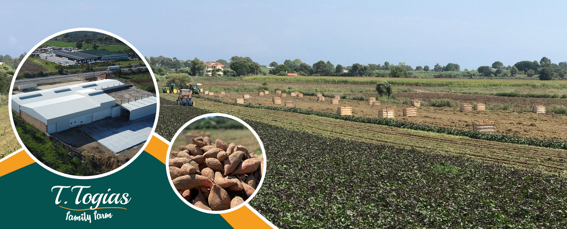 Togias Family Farm - Sweet Potato Producers